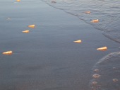 Sea Shells on the Sea of Cortez